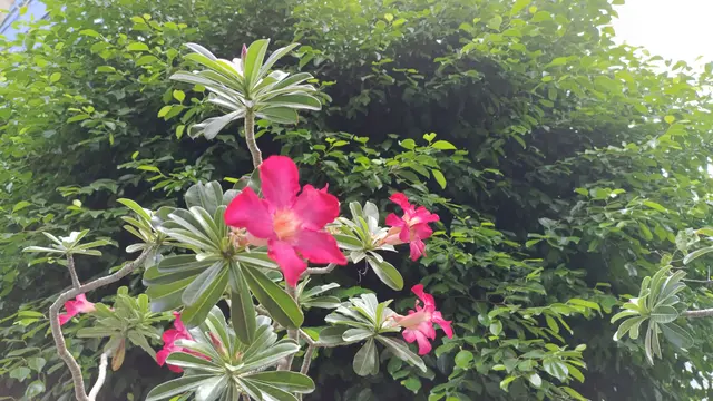Hasil foto kamera Ultra HD 64MP Vivo V23e (Liputan6.com/Giovani Dio Prasasti)