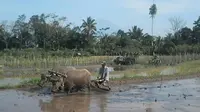 Seorang petani dusun Tutup Duwur Kecamatan Dukun Magelang sedang membajak sawahnya di kaki Merapi dengan kerbaunya. (foto : Liputan6.com / edhie prayitno ige)