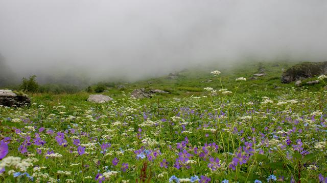 Valley of Flowers