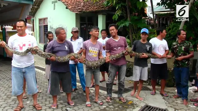 Warga kampung Karang Jalak, CIrebon, Jawa barat, digegerkan penemuan seekor ular Sanca batik yang ditangkap saat akan memasuki dapur rumah.