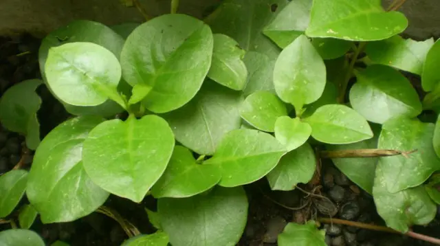 Manfaat Daun Binahong untuk Kesehatan Kulit