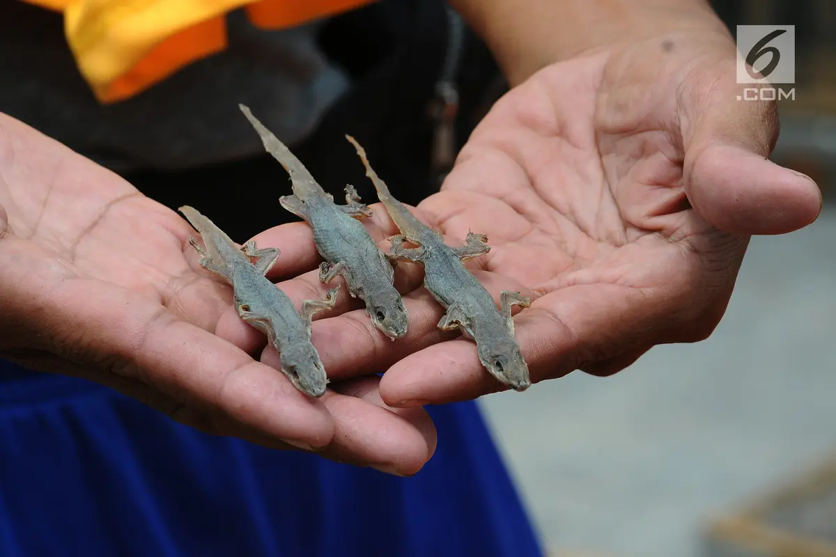 bisnis cicak
