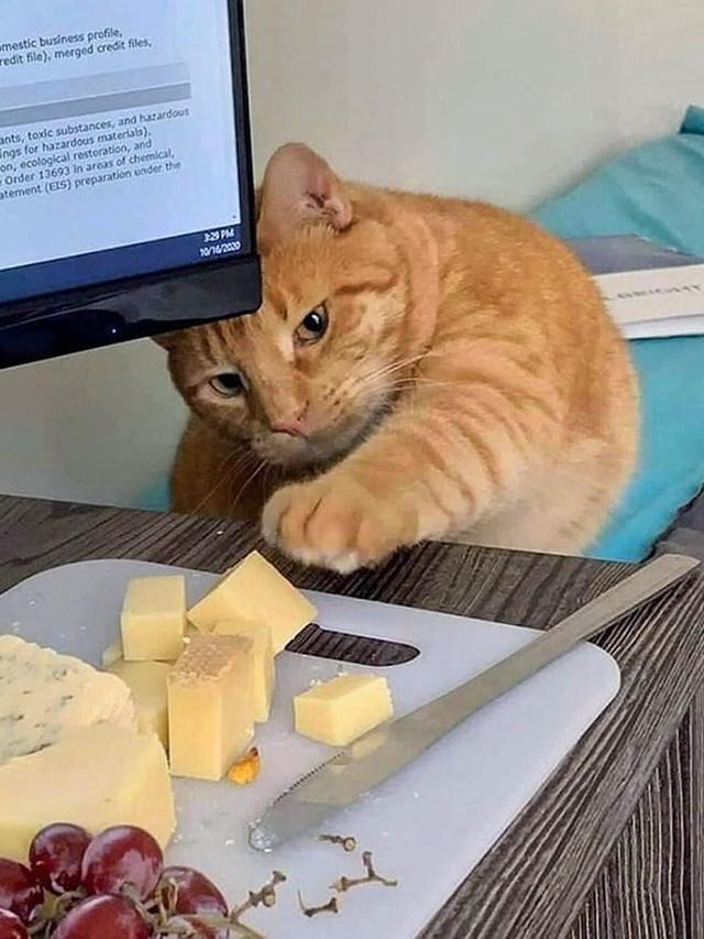 10 Potret Hewan Peliharaan saat Ketahuan Mencuri Makanan Ini Bikin Gemas