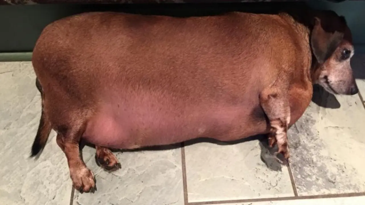 Kegemukan Hingga 17 Kg, Anjing Ini Berhasil Kurus Berkat Diet