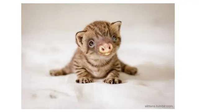 kucing editan (Sumber: Justsomething)