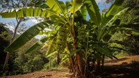 6 Jenis Pohon Buah yang Sering Dianggap Angker oleh Masyarakat Desa