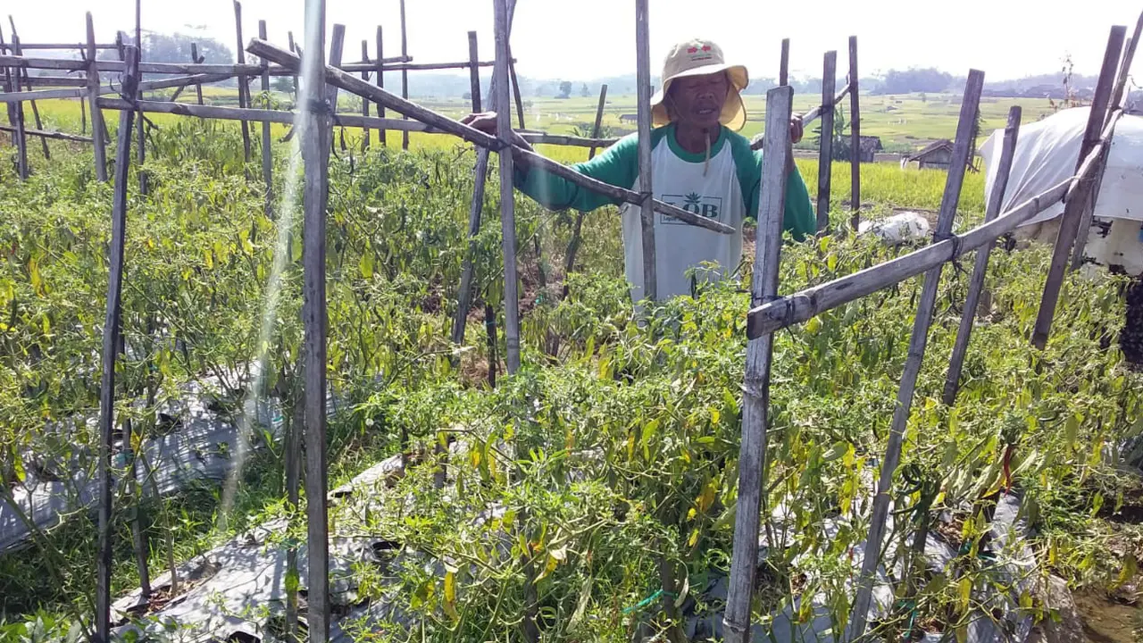 Tim POPT Kementan Ungkap Akar Masalah Cabai di Magetan