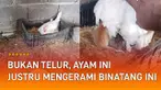 Yang dilakukan ayam ini buat warganet garuk-garuk kepala.