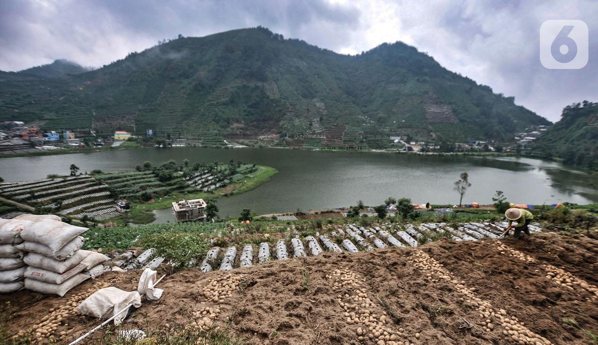 Seorang petani menyiapkan lahan untuk ditanami kentang di Desa Sembungan, Dieng, Jawa Tengah, 1 Juli 2021. Pardi (51) salah seorang petani di Desa Sembungan mengungkapkan kentang jauh lebih bernilai dibandingkan jenis sayuran lain seperti daun bawang atau wortel. (merdeka.com/Iqbal S. Nugroho)