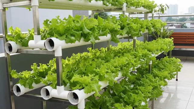 Model Kebun Sayur di Teras Rumah Tanpa Bikin Becek. Gemini