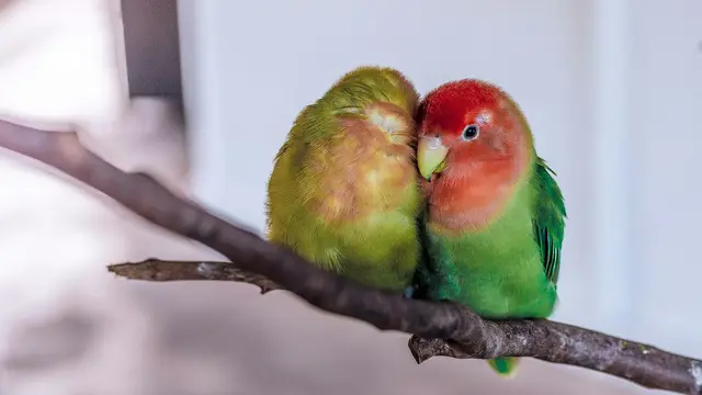 Lovebirds