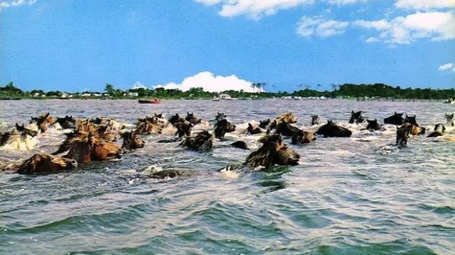 7 Pulau di Dunia yang Dikuasai Hewan