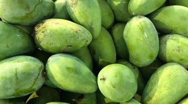 Ilustrasi mangga matang