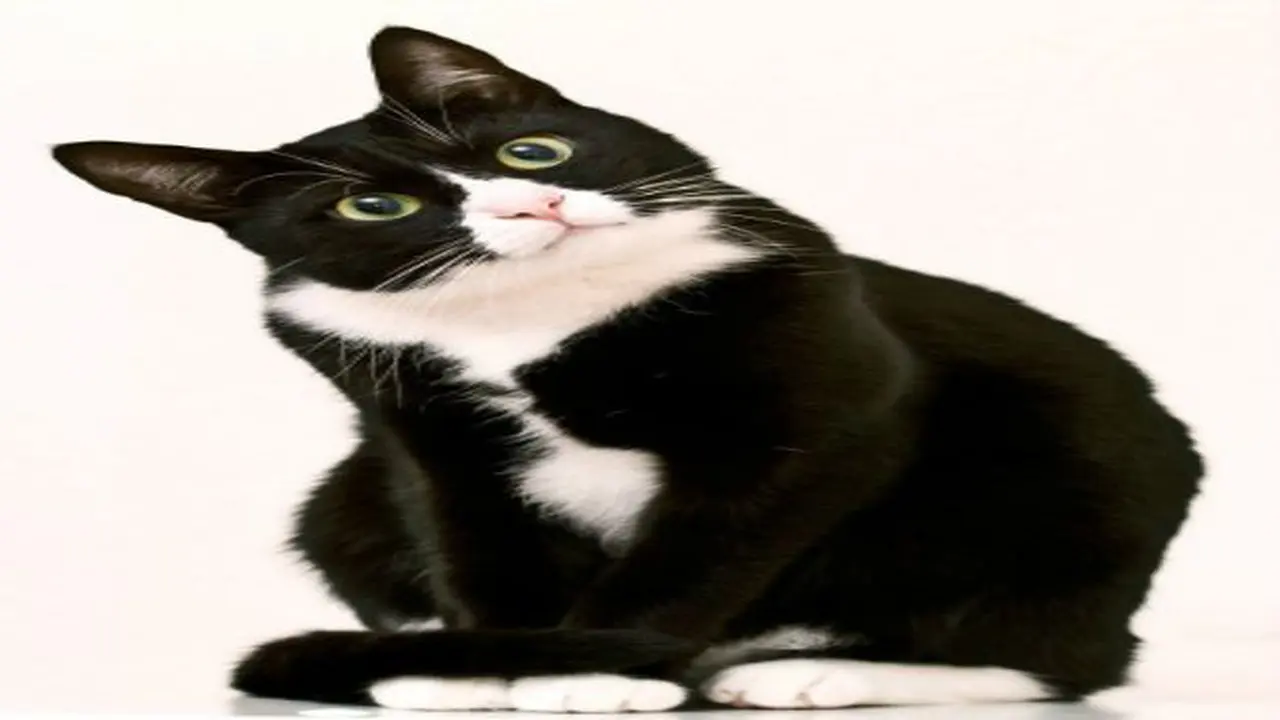 Kucing Hitam Putih