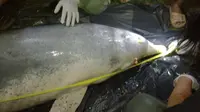 Terlambat Dievakuasi, Seekor Lumba-Lumba di Sungai Kualuh Mati