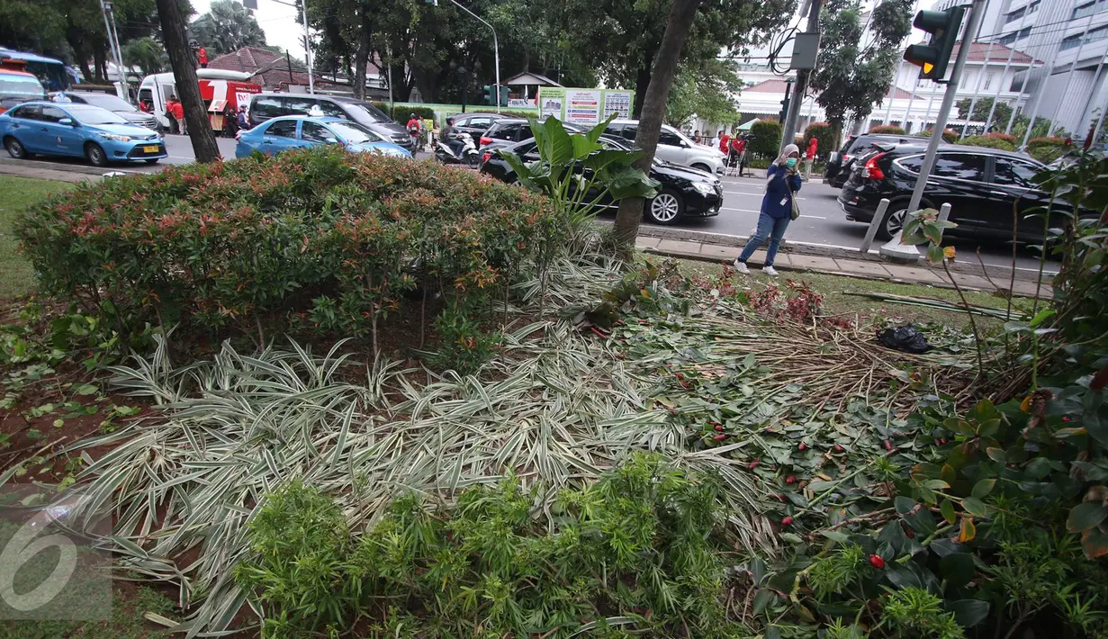 Kondisi tanaman yang rusak akibat unjuk rasa tuntut Ahok di depan gedung Balai Kota Jakarta, Jumat (14/10). Taman tersebut rusak akibat banyaknya pengunjuk rasa yang menginjak-injak serta duduk di atas tanaman. (Liputan6.com/Immanuel Antonius)