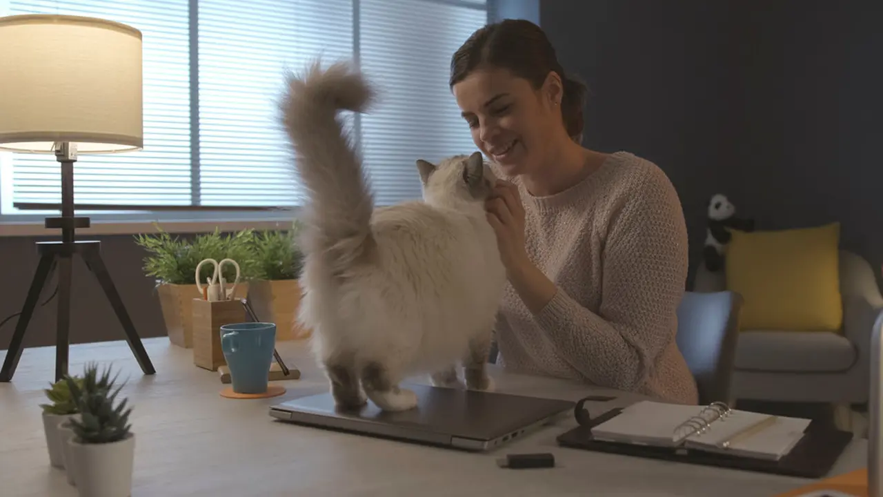 Ketahui Suasana Hati dan Emosi Kucing dari Gerakan Ekornya