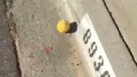 video lemon menggelinding jadi viral (Twitter/Mike Sakasegawa)