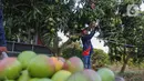 Mangga varietas unggulan jenis Agrimania saat ini kian diminati masyarakat. (Liputan6.com/Angga Yuniar)