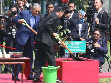 Presiden Joko Widodo (Jokowi) menemani Perdana Menteri Malaysia, Mahathir Mohamad menanam pohon perdamaian di halaman Istana Bogor, Jawa Barat, Jumat (29/6). Penanaman pohon Meranti itu dalam rangkaian penyambutan PM Mahathir. (Liputan6.com/Angga Yuniar)
