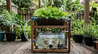 10 Cara Membuat Aquaponik dari Galon Bekas untuk Menanam Selada dan Memelihara Ikan di Rumah