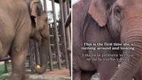 Momen Haru Gajah Diselamatkan Setelah 24 Tahun di Kandang Beton, Bikin Netizen Pilu