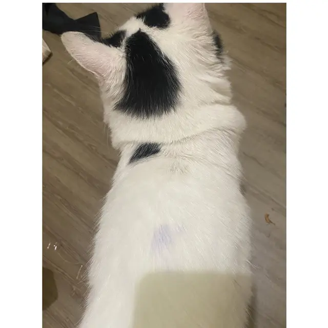 6 Potret Kucing Kena Tinta Pemilu Ini Bikin Tepuk Jidat, Ada Saja Tingkahnya