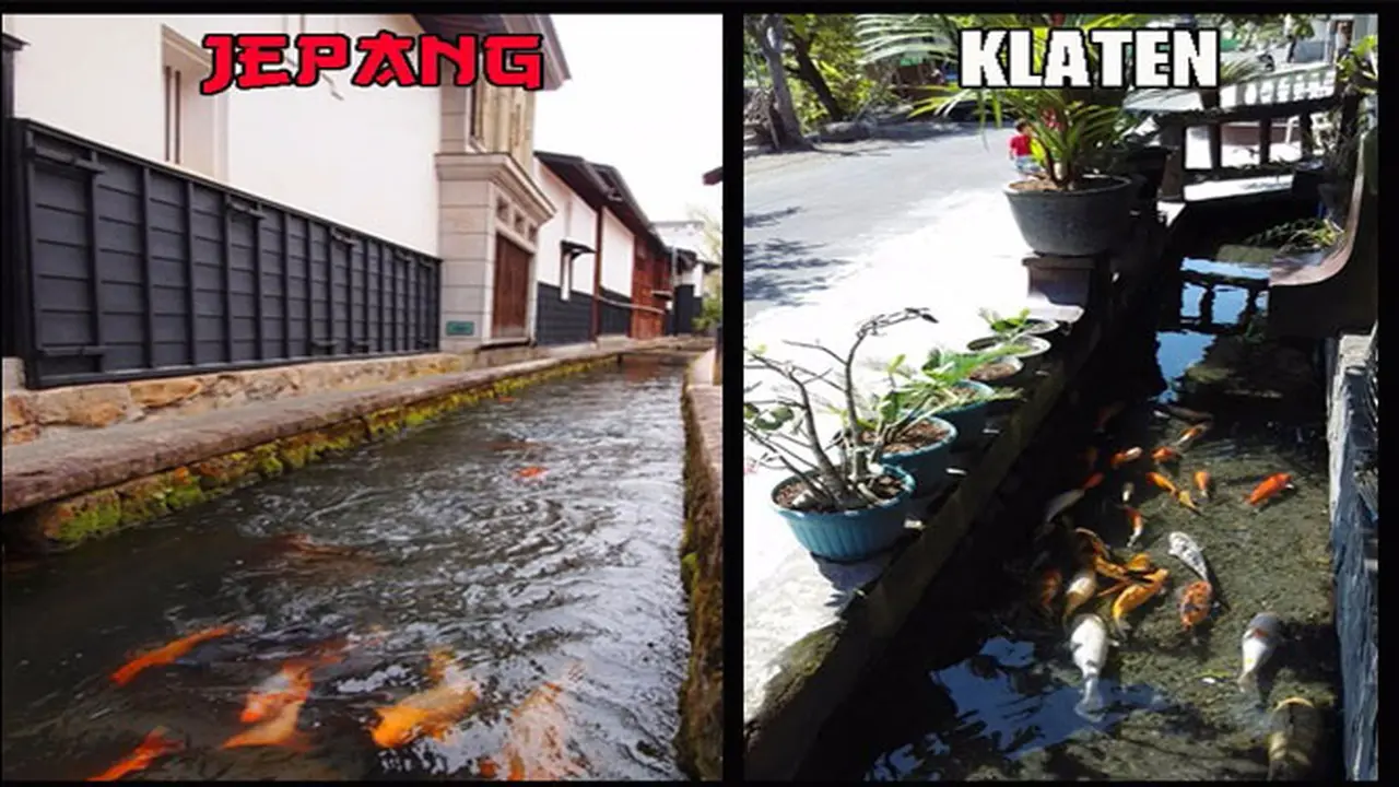 Heboh Parit Bening di Klaten Ada Ikannya Mirip di Jepang!