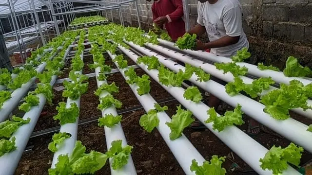 Agrowisata hidroponik di Desa Genting Damarjati Kecamatan Sukorejo Kabupaten Kendal, Selasa, 29/6/2021. (Foto: Liputan6.com/Kusfitria Marstyasih)