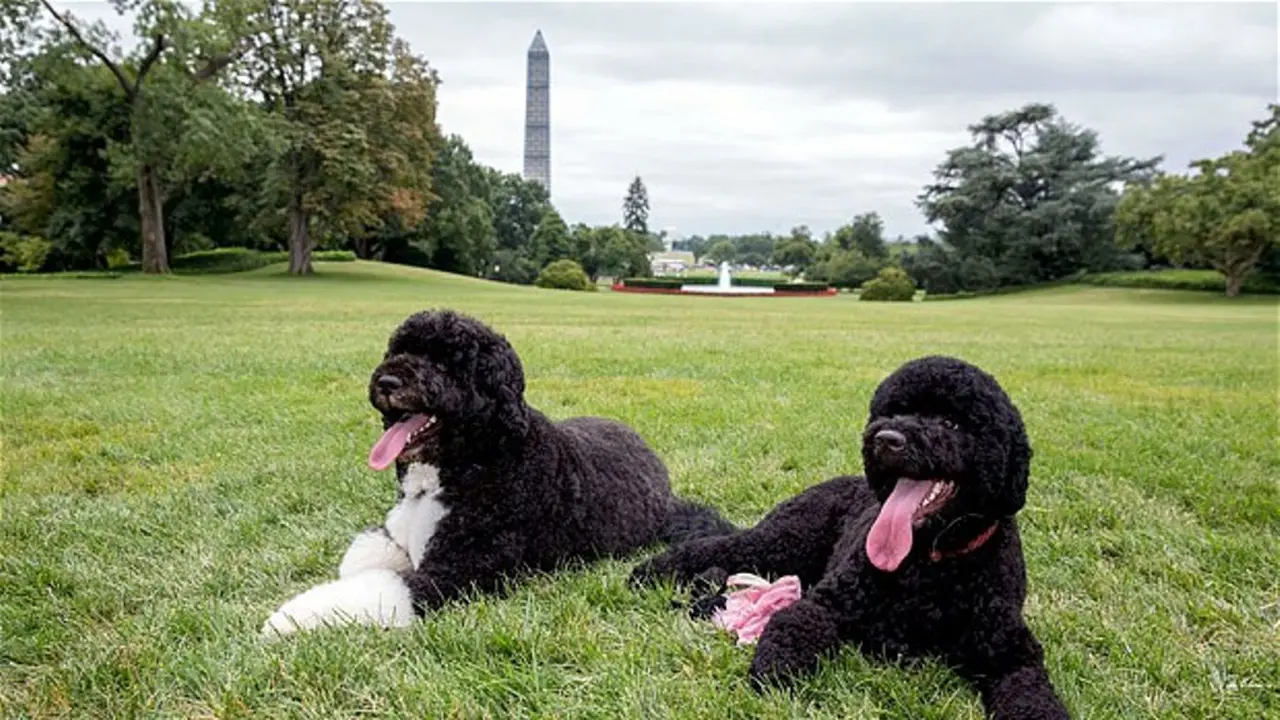 Mengaku Sebagai Yesus, Laki-laki Ini Ingin Menculik Anjing Obama