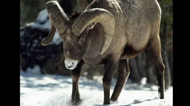The Goat Zodiac