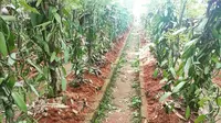Jejeran tanaman vanili di Mupubati Farm yang berlokasi di Banjar Jeruk Mancingan, Penglumbaran, Susut, Bangli, Bali. (dok. Instagram @mupubati_farm)