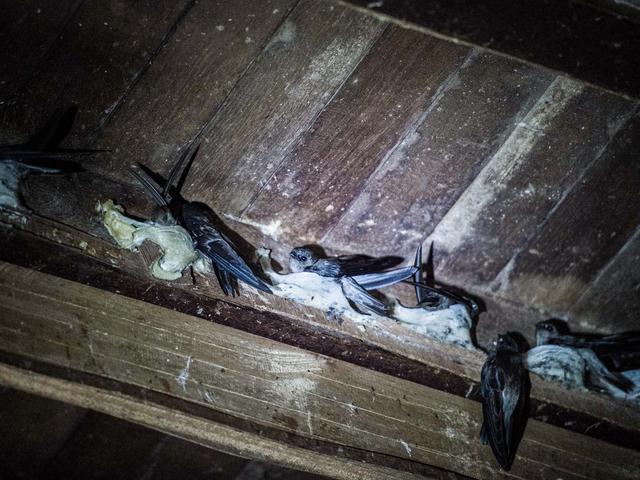 Kisah Sarang Burung Walet Terselamatkan Lantai Beton Regional Liputan6 Com