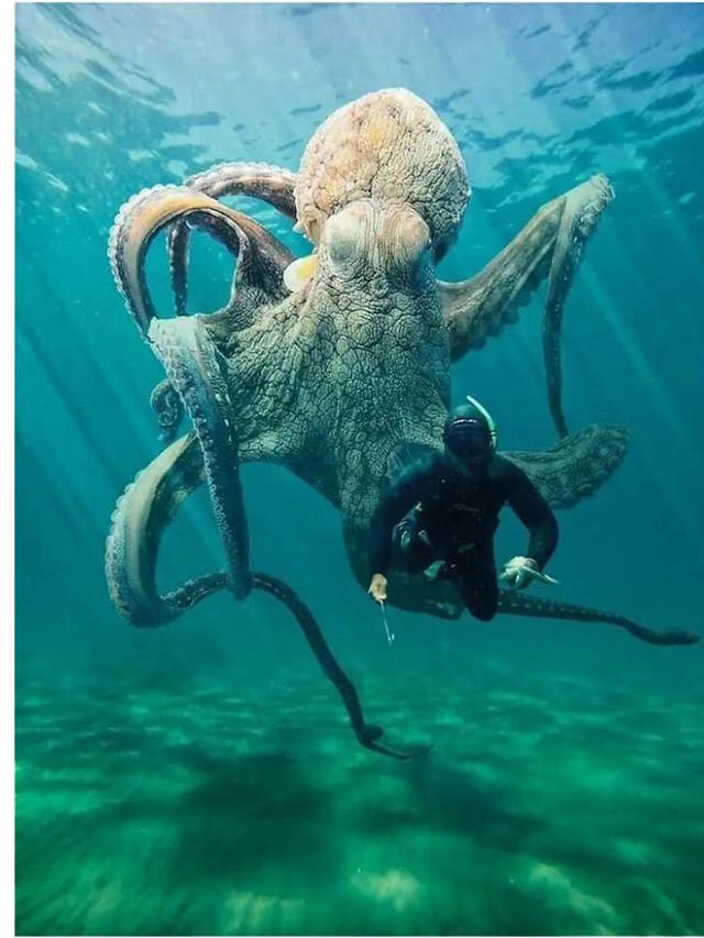 6 Potret Benda Raksasa Muncul di Laut, Bikin Pengidap Megalofobia Panik