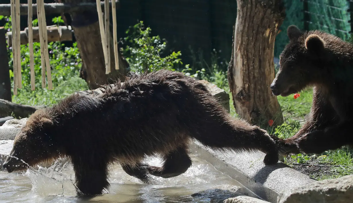 Anak beruang coklat Gianni (kanan) dan Sam kejar-kejaran saat bermain di area Bioparco Roma, (24/5). Dua bayi beruang ini dibawa ke Italia setelah ditemukan oleh beberapa asosiasi hak hewan. (AP Photo/Alessandra Tarantino)