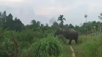 Gajah codet yang terpantau oleh BBKSDA Riau menjauh dari perkebunan warga di Kabupaten Bengkalis. (Liputan6.com/M Syukur)