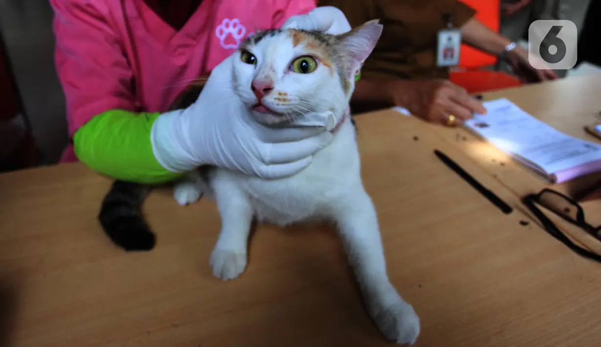 Seekor kucing mengikuti vaksinasi rabies di halaman Kantor RPTRA Hati Suci, Kampung Bali, Jakarta, Selasa (25/1/2022). Sudin KPKP Kota Administrasi Jakarta Pusat Kecamatan Tanah Abang menyediakan 100 dosis vaksin rabies dalam kegiatan vaksinasi gratis tersebut. (merdeka.com/Imam Buhori)