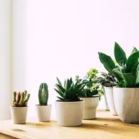 Ilustrasi tanaman hias (unsplash.com/Margarita Terekhova)