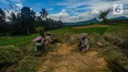 Usai lebaran, harga padi di tingkat penggilingan saat ini mengalami penurunan. (merdeka.com/Arie Basuki)