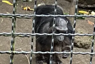 Di tengah keberlangsungan pengelolaan Kebun Binatang Bandung atau Bandung Zoo yang belum jelas, kondisi sejumlah satwa dikabarkan tidak baik-baik saja. Orangutan, monyet hitam, hingga gajah diduga mengalami stres dan malnutrisi. (Foto: Dokumentasi Geopix)