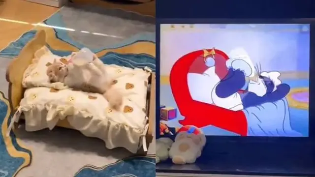 8 Potret Kocak Kucing di Depan TV, Ada yang Tirukan Pose Kartun