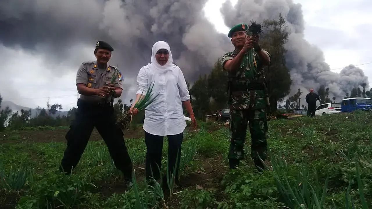 mensos bromo