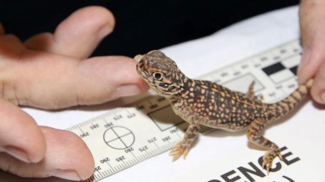 Salah satu kadal langka yang berhasil diamankan oleh polisi Brisbane, Australia (Queensland Police Service)