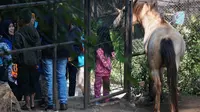 Pengunjung sedang memperhatikan satwa yang dipelihara di Kebun Binatang Bandung. (Liputan6.com/Huyogo Simbolon)
