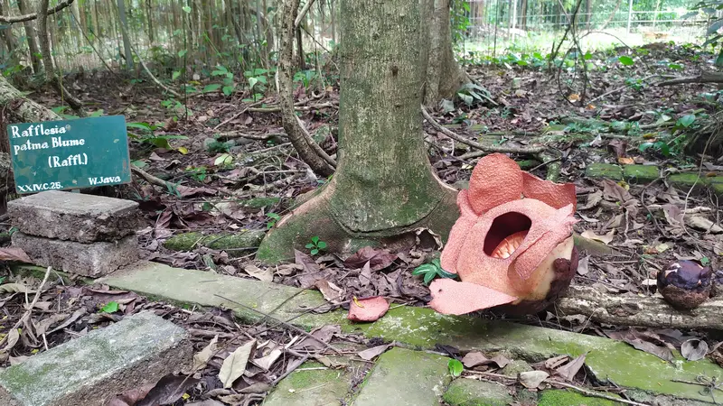 Rafflesia Patma mekar di Kebun Raya Bogor.