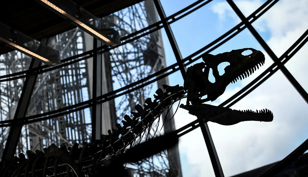 Kerangka dinosaurus yang sangat langka dipajang di lantai pertama Menara Eiffel, Paris, 2 Juni 2018. Dinosaurus yang diduga masih satu keluarga dengan allosaurus tersebut memiliki panjang 9 meter dan tinggi 2,6 meter. (AFP/STEPHANE DE SAKUTIN)