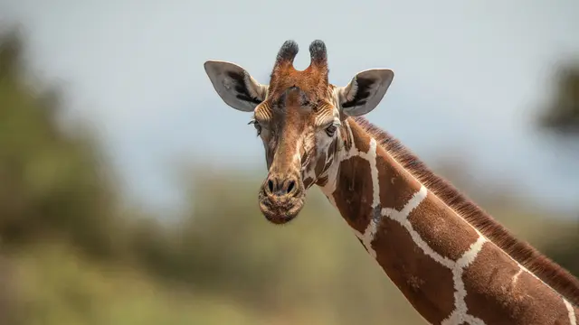 Jerapah