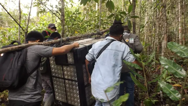Orang utan tapanuli