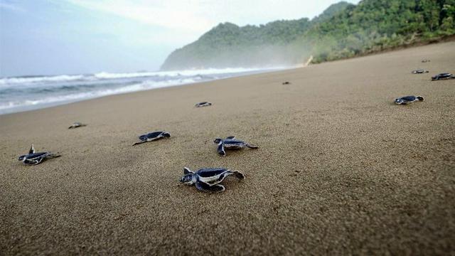 25 Tempat Wisata di Banyuwangi Paling Populer, Surga Tersembunyi di Kota ‘The Sunrise of Java’