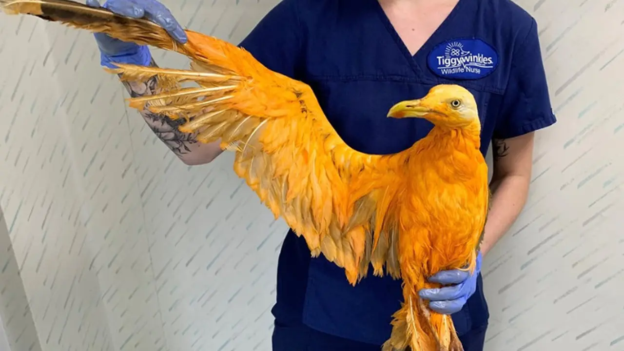Ngakak, Dikira Selamatkan Burung Langka Berwarna Oranye Ternyata...